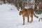 Cheetah - Acinonyx jubatus in winter open landscape in the snow