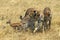 CHEETAH acinonyx jubatus, YOUNG READY TO KILL A THOMSON`S GAZELLE FOAL, MASAI MARA PARK, KENYA