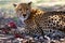 The cheetah Acynonix jubatus at prey. Cheetahs feed on the hunted springbock