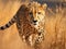 cheetah in africa grassland