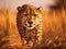 cheetah in africa grassland