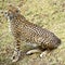 Cheetah in African bush