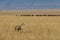 Cheetah on African plains