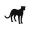 Cheetah African predator wild animal black silhouette or contour vector isolated.