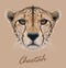 Cheetah animal cute face. Vector African wild fast cat head portrait. Realistic fur portrait of cheetah isolated on