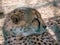 A cheetah basks in the sun in a zoo enclosure on a summer day