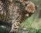 Cheetah With a Beautiful Sleek Coat Looking Over His Shoulder