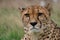 Cheetah - Big Cat Sanctuary