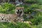 Cheetah with big yawn relaxes in green grass dotted with yellow flowers