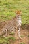 Cheetah with black tear line, fastest land animal with spotty markings at Serengeti National Park in Tanzania, Africa