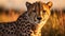 Cheetah on blurred nature