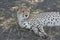 Cheetah Botswana Africa savannah wild animal mammal