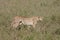 Cheetah Botswana Africa savannah wild animal mammal