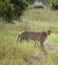 Cheetah Botswana Africa savannah wild animal picture;