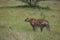 Cheetah Botswana Africa savannah wild animal picture;