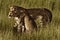 Cheetah brothers, Botswana