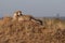 Cheetah brothers together on a vantage point