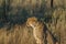 Cheetah in captivity