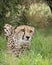 Cheetah in captivity, lying inthe grass