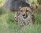 Cheetah in captivity, lying inthe grass