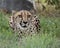 Cheetah in captivity, lying inthe grass