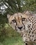 Cheetah in captivity, portrait, quizzical