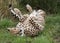 Cheetah in captivity. taking playful roll after a meal