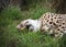 Cheetah in captivity. taking playful roll after a meal