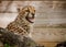 Cheetah in captivity in a zoo exhibit