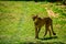 Cheetah on the catwalk at the Zoo UK