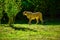 Cheetah on the catwalk at the Zoo UK