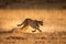 A cheetah chasing a gazelle