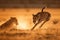 A cheetah chasing a gazelle