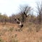 Cheetah Chasing Vultures