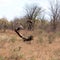 Cheetah Chasing Vultures