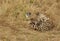 Cheetah cleaning blood stain after eating a kill, Masai Mara