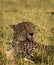 Cheetah cleaning himself