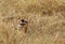 Cheetah cleaning its paws after taking food, Masai Mara