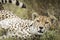 Cheetah close up on face in Ndutu in Tanzania