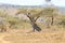 Cheetah close up from South Africa