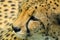 Cheetah closeup
