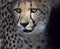 Cheetah Closeup