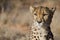 Cheetah in conservation area in Namibia