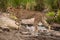 Cheetah crosses rocky stream in long grass