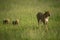 Cheetah crosses savannah followed by two cubs