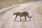 Cheetah Crossing The Road