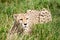 Cheetah Crouching Amongst Long Grass
