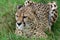 Cheetah crouching in the grass