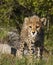 Cheetah cub