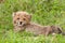 Cheetah cub